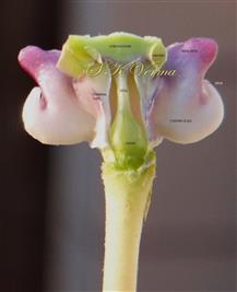  Flower V.S.